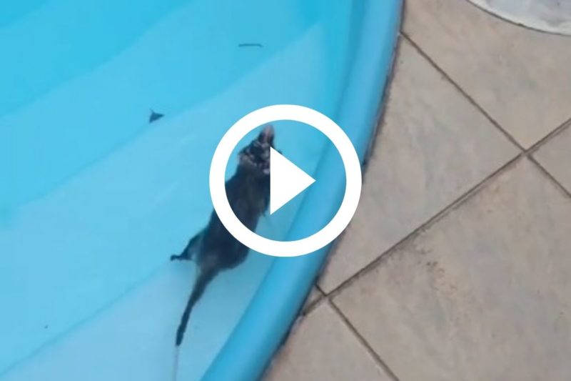 Gamb&aacute; aproveitou a piscina vazia para dar um mergulho – Foto: Reprodu&ccedil;&atilde;o/Internet