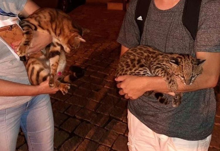 Homem atropelou gato-do-mato, confundiu com o animal dom&eacute;stico da sua vizinha e levou ele para casa – Foto: Fujama/Divulga&ccedil;&atilde;o/ND