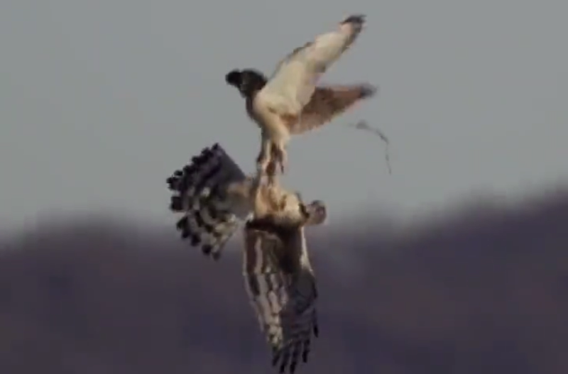 Imagem mostra momento exato em que gavião ataca coruja