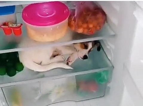 Cachorrinha foi flagrada na geladeira pela tutora – Foto: Reprodu&ccedil;&atilde;o/Internet/ND
