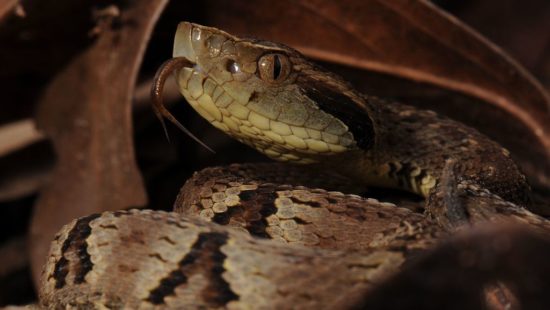 Serpente mutante tem coloração branca e olhos vermelhos, Terra da Gente