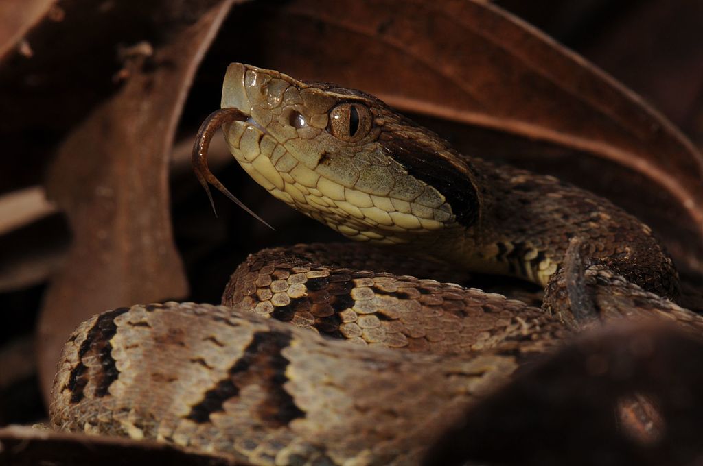 Uma jararaca nada comum: conheça a maior causadora de acidentes com cobras  do Brasil - Instituto Butantan