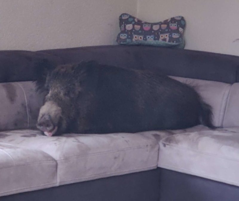 Javali estava “numa boa” no sof&aacute; da casa – Foto: Pol&iacute;cia de Hagen/Divulga&ccedil;&atilde;o/ND