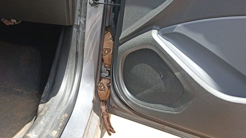 Serpente jiboia encontrada no carro