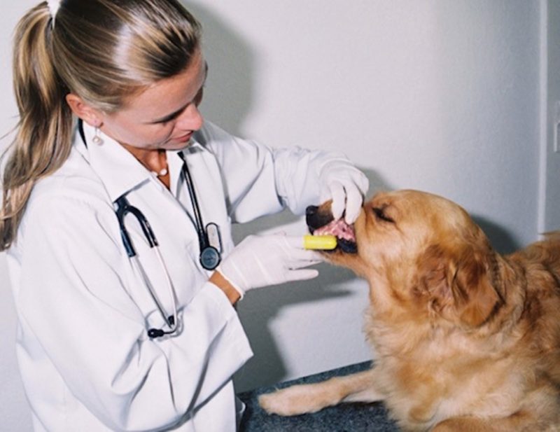 Apps e sites permitem receber produtos para pets sem sair de casa – Foto: Divulga&ccedil;&atilde;o/ND