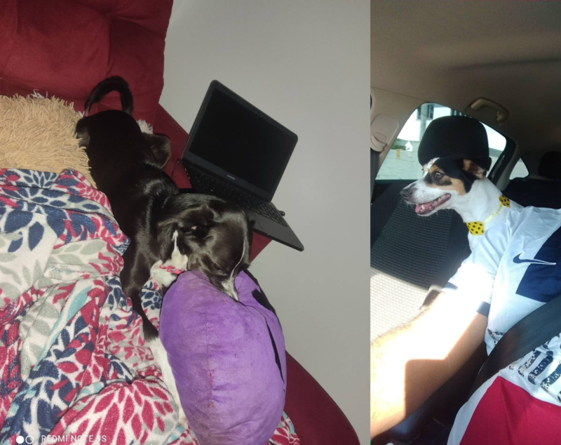 Cachorrinhas foram esquecidas no ve&iacute;culo e morreram – Foto: Internet/Reprodu&ccedil;&atilde;o/ND