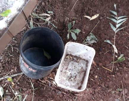 Foram encontrados tr&ecirc;s c&atilde;es sem &aacute;gua, sem comida e com a corrente muito curta – Foto: Napa/ND