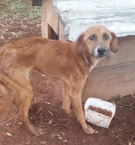 Um dos animais estava com a pata machucada e precisou de atendimento veterin&aacute;rio – Foto: Napa/ND