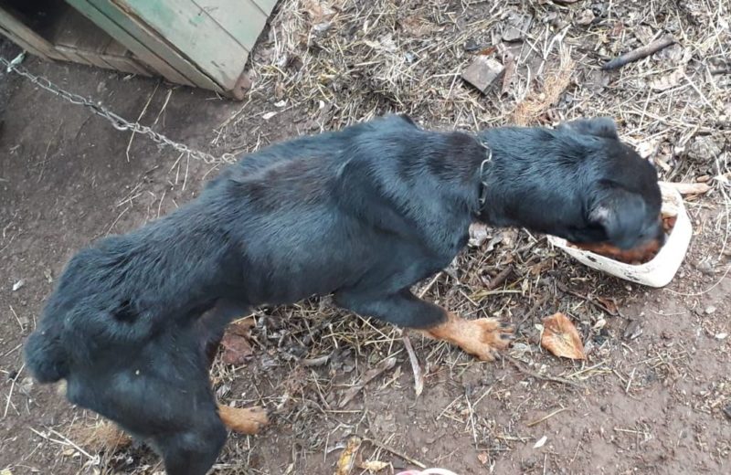 Dono dos animais foi levado &agrave; delegacia e vai responder por maus tratos – Foto: Napa/ND