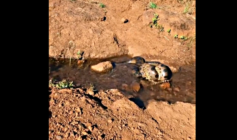 Cobras sucuris estavam enroladas uma na outra – Foto: Reprodu&ccedil;&atilde;o/ND