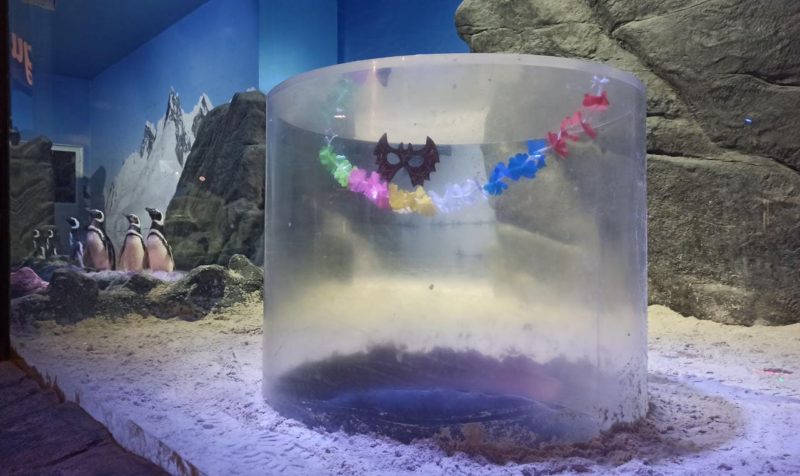 Decora&ccedil;&atilde;o especial de Carnaval tamb&eacute;m faz parte da programa&ccedil;&atilde;o do aqu&aacute;rio – Foto: Oceanic Aquarium/Divulga&ccedil;&atilde;o