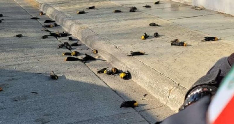 Corpos de aves mortas ficaram espalhados pelas ruas de cidade mexicana. – Foto: Cambio Climatico Extremo/Reprodu&ccedil;&atilde;o