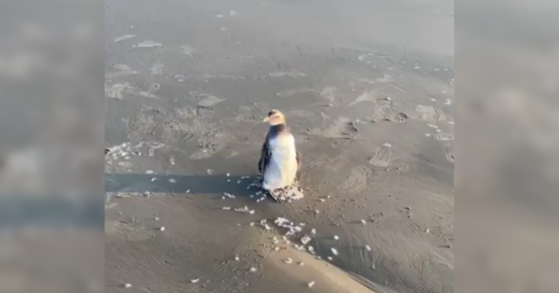 Um pinguim-de-magalh&atilde;es foi localizado nesta sexta-feira (11), em Ararangu&aacute; – Foto: Reprodu&ccedil;&atilde;o/Internet