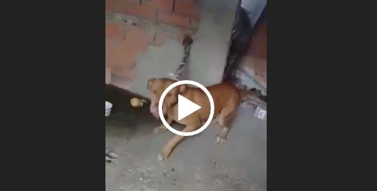 Ataque aconteceu no dia 22 de janeiro em Indaial; crian&ccedil;a ficou gravemente ferida – Foto: Divulga&ccedil;&atilde;o/Instituto Bem Animal