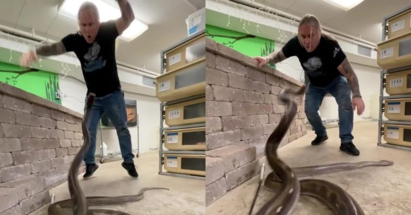 Cobra p&iacute;ton ataca partes &iacute;ntimas de influenciador, mas &eacute; perdoada: ‘ainda amo ele’ – Foto: Reprodu&ccedil;&atilde;o/Internet/ND