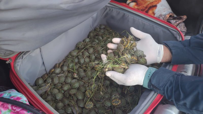 Tartarugas foram resgatadas pela Pol&iacute;cia Rodovi&aacute;ria Federal – Foto: PRF/Divulga&ccedil;&atilde;o/ND