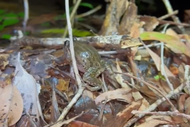 Rã é flagrada em momento inusitado