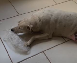 C&atilde;es s&atilde;o ‘viciados’ em estourar pl&aacute;stico bolha – Foto: Reprodu&ccedil;&atilde;o/ND