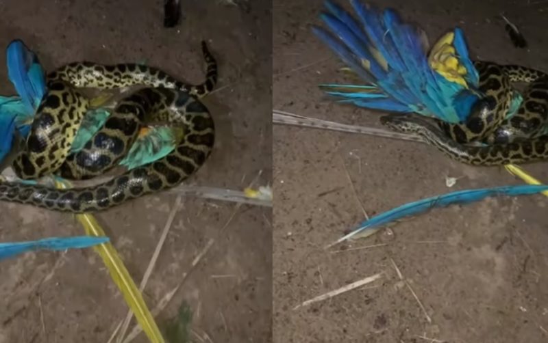 sucuri devorando arara