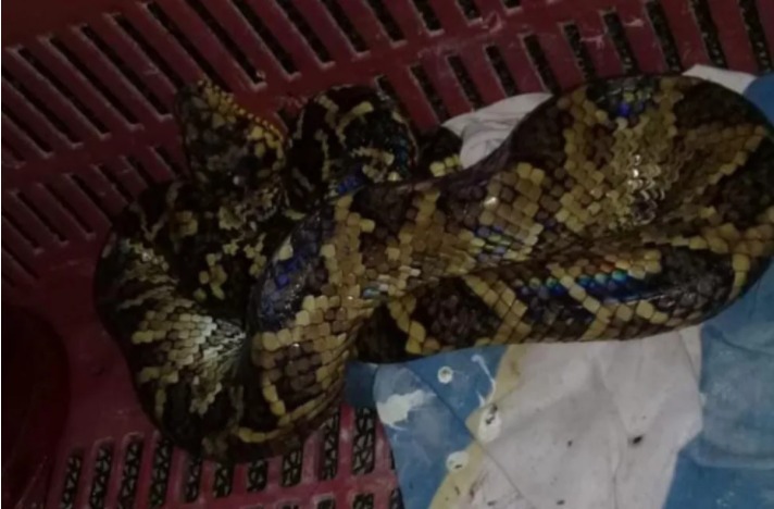 cobra foi encontrada em caixa na residência do homem que a capturou