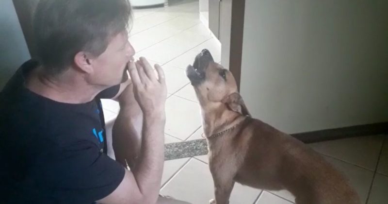 Cachorrinho canta ao som de gaita de boca
