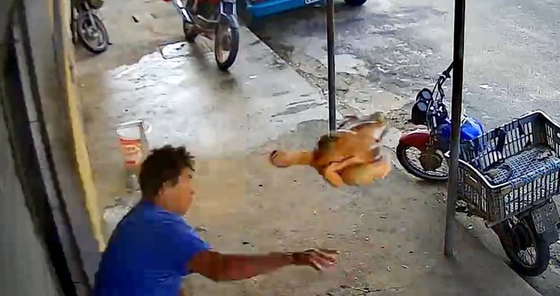 Homem n&atilde;o pensou duas vezes e arremessou o frango contra o bandido – Foto: Reprodu&ccedil;&atilde;o/ND