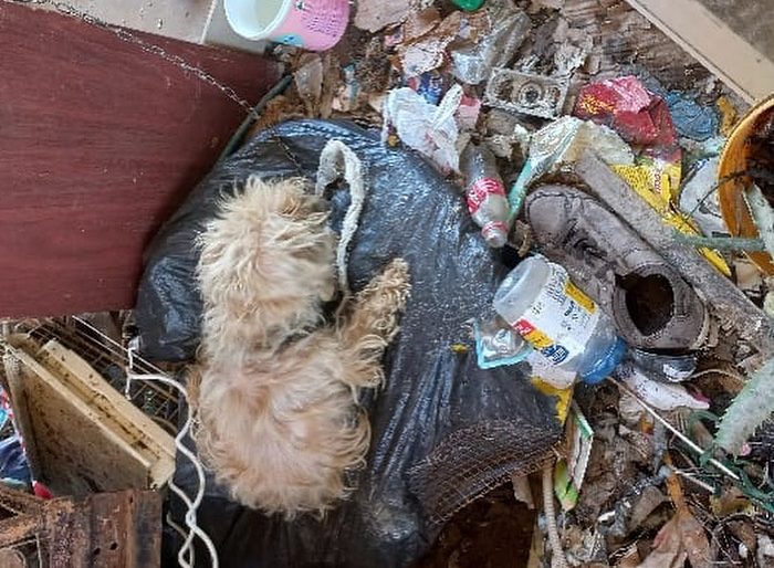 Cachorro &eacute; resgatado ap&oacute;s tr&ecirc;s dias sem comida em Navegantes – Foto: PM Navegantes/Reprodu&ccedil;&atilde;o
