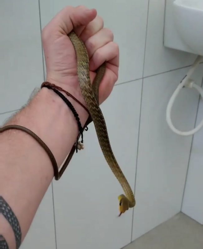 serpente foi capturada