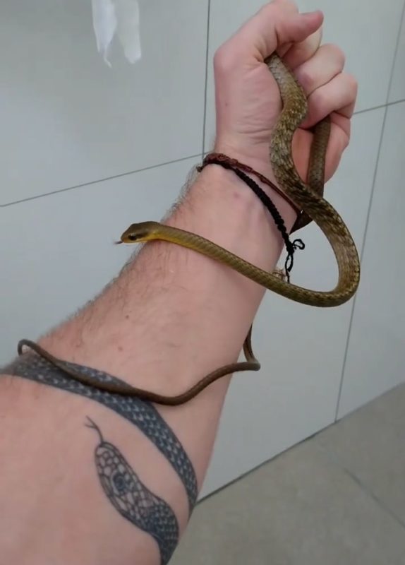 serpente não é perigosa
