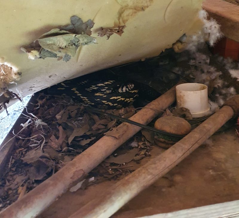 debaixo da espuma, mais cobras