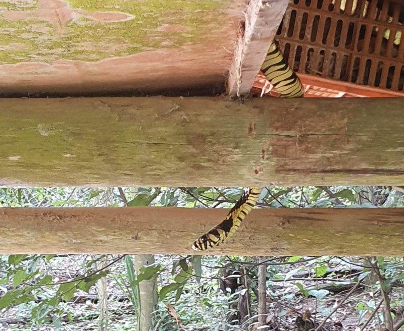 Uma das serpentes decidiu passear pelo galinheiro, enquanto as outras ficaram debaixo da espuma – Foto: Karina Pinotti/Divulga&ccedil;&atilde;o ND