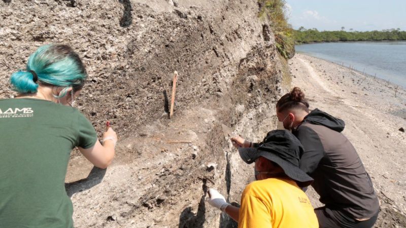 Sambaqui tem oito metros de altura e cerca de 5.600 m&sup2; de extens&atilde;o – Foto: Prefeitura de Joinville/Divulga&ccedil;&atilde;o