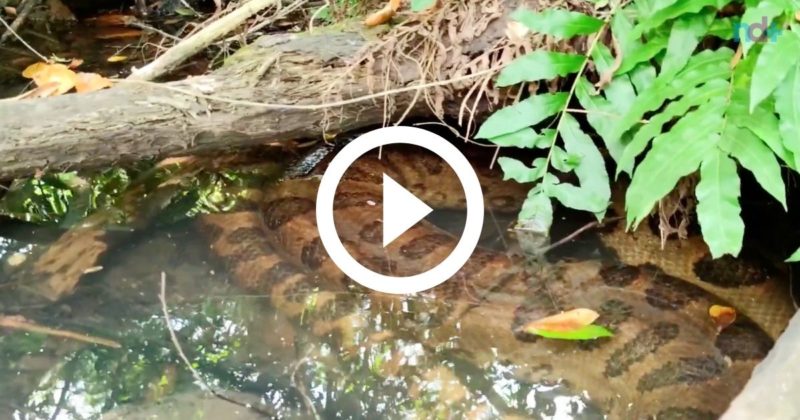 Uma sucuri gigante, de quase 10 metros foi avistada em um chamado “banhado”, em região de mata profunda, em Bonito, no Mato Grosso do Sul. Quem descobriu <a href="https://ndmais.com.br/animais/">a toca do animal</a> foi o guia turístico Vilmar de Oliveira Teixeira. Ele mantém um canal no Youtube, no qual publica registros de animais desse tipo. Vilmar se embrenhou no riacho para mostrar o “minhocão”- como ele diz no vídeo – ao contador de causos Misael.