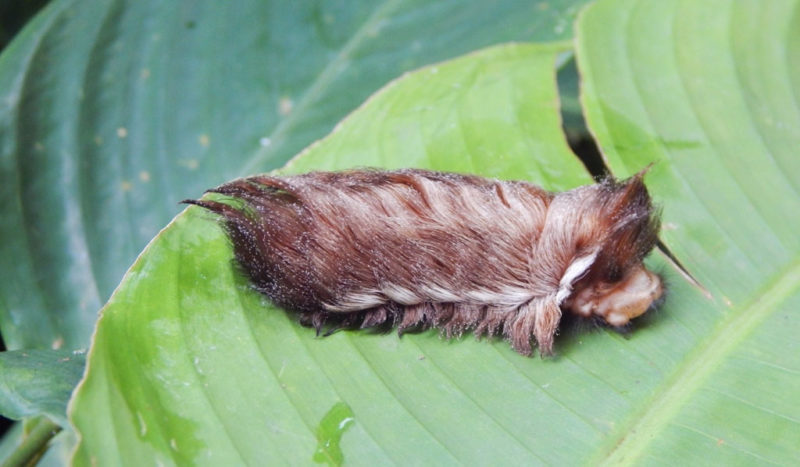 Jackson afirma que a fase larvar, quando a lagarta tem os cerdos, pode durar at&eacute; 80 dias – Foto: Reprodu&ccedil;&atilde;o Internet
