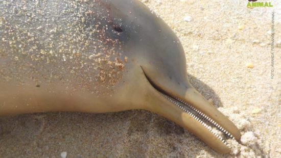 FOTOS: Em 10 dias, seis golfinhos são encontrados mortos em praias de Florianópolis