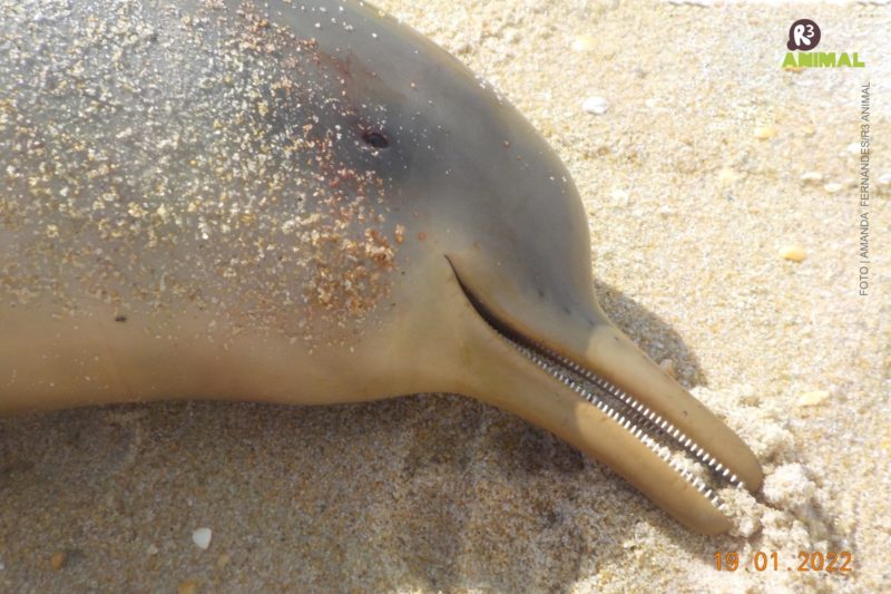 Em 10 dias, seis golfinhos s&atilde;o encontrados mortos em praias de Florian&oacute;polis – Foto: R3 Animal/Divulga&ccedil;&atilde;o/ND