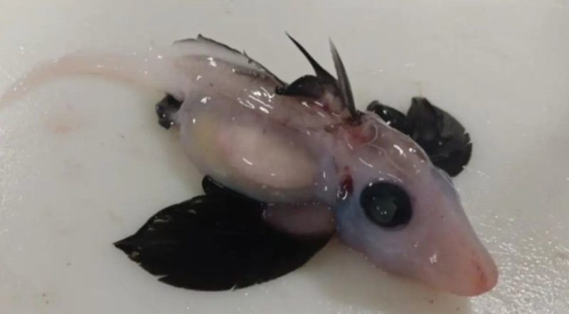 Animal foi encontrado no oceano que banha a Nova Zel&acirc;ndia – Foto: Dr Brit Finucci/NIWA/Divulga&ccedil;&atilde;o/ND