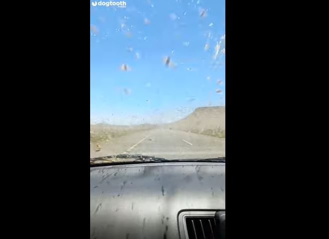 Motorista acerta nuvem gigantesca de gafanhotos em rodovia pr&oacute;ximo da &Aacute;frica do Sul – Foto: Internet/Reprodu&ccedil;&atilde;o/ND