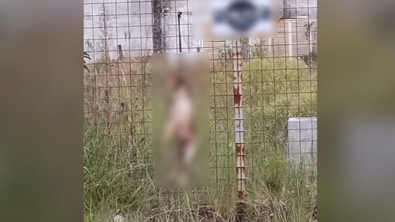 Cenas fortes foram registradas nesta quarta-feira (16) &mdash; Foto: Volunt&aacute;rios Amigos dos Animais/ND