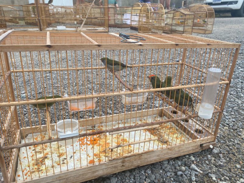 Propriet&aacute;rio dos animais foi multado – Foto: Reprodu&ccedil;&atilde;o/GOR