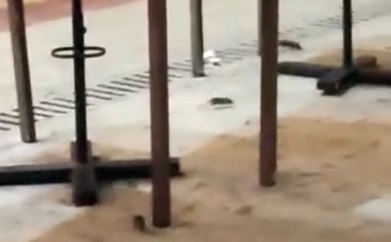 Roedores foram flagrados durante a noite – Foto: Ricardo Mar&ccedil;al/Reprodu&ccedil;&atilde;o