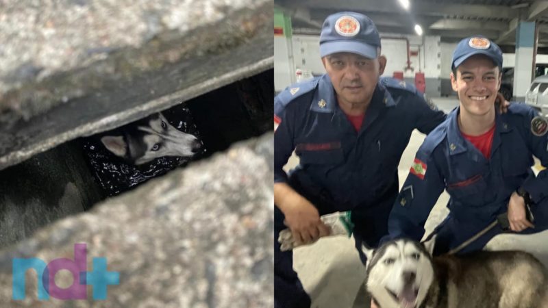 Panthro foi resgatado pelos bombeiros e em seguida entregue ao tutor, a foto foi registrada com o Subtenente Cuchava. e com Sd R&eacute;gis do Corpo de Bombeiros de Blumenau – Foto: Daniele Colossi/Divulga&ccedil;&atilde;o