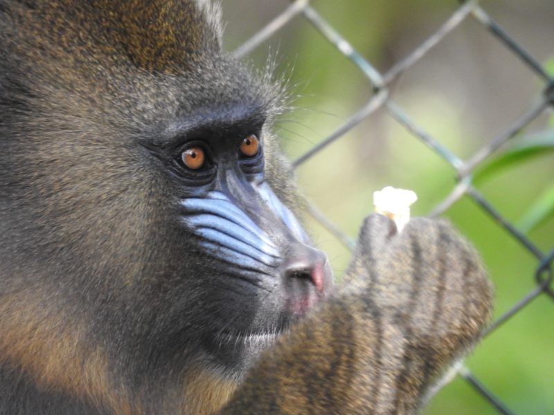 Macaco tem 12 anos – Foto: Prefeitura de Brusque/Divulga&ccedil;&atilde;o