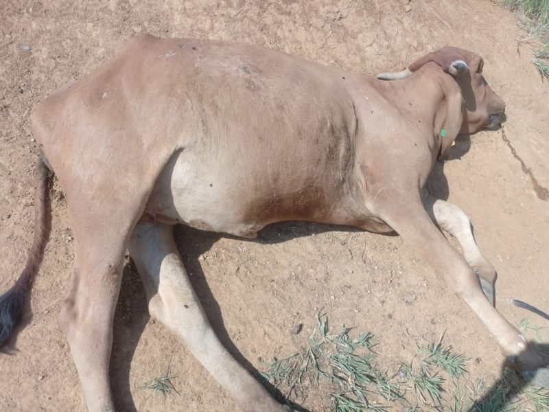 Animais levam tiros durante a noite – Foto: Arquivo Pessoal/Reprodu&ccedil;&atilde;o