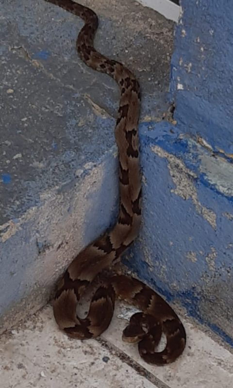 Cobra semelhante à naja é encontrada em Balneário Camboriú - NSC Total