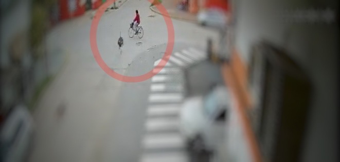 Avestruz teria fugido de propriedade rural pr&oacute;ximo as ruas de Ranchos, em Buenos Aires&nbsp; – Foto: Divulga&ccedil;&atilde;o/ND