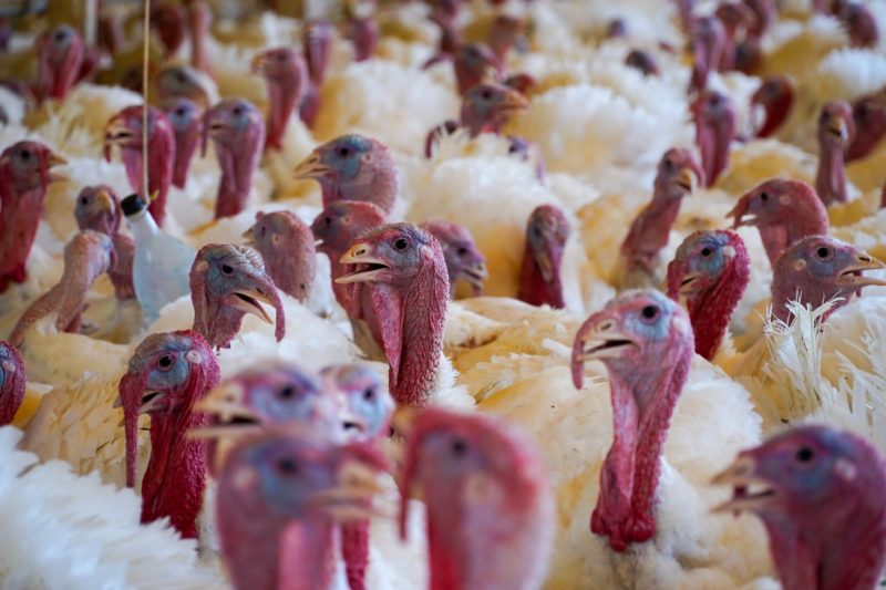 Produ&ccedil;&atilde;o de aves no Oeste catarinense – Foto: Ricardo Wolffenb&uuml;ttel/Divulga&ccedil;&atilde;o/ND