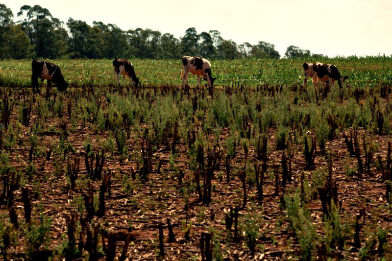 Situa&ccedil;&atilde;o semelhante foi registrada no Rio Grande do Sul – Foto: Felipe Dalla Valle/ND