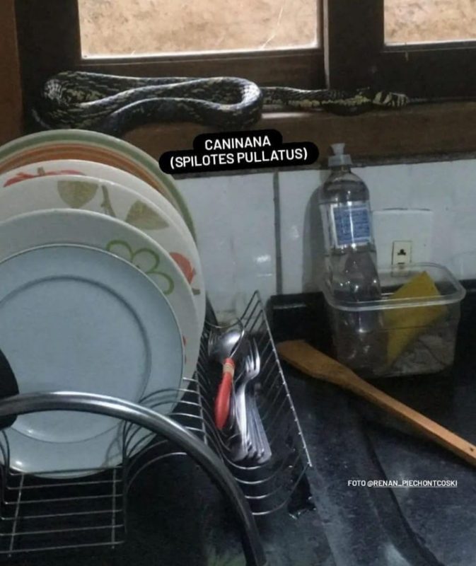 A imagem mostra a cobra na janela