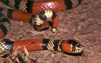 A imagem mostra uma cobra